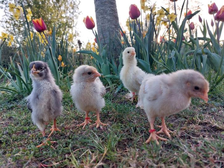 🐥 Kuikens ⁰ 6 april: Brahma x Wyandotte, Dieren en Toebehoren, Pluimvee, Kip, Geslacht onbekend
