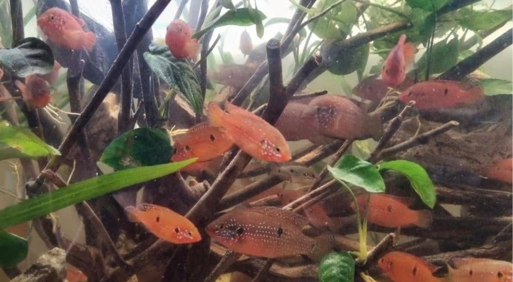 Actie! 100 euro voor 35 vissen!, Dieren en Toebehoren, Vis, Zoetwatervis