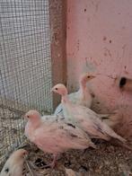 7 ronquiere kalkoen kuikens, Dieren en Toebehoren, Pluimvee, Kalkoen