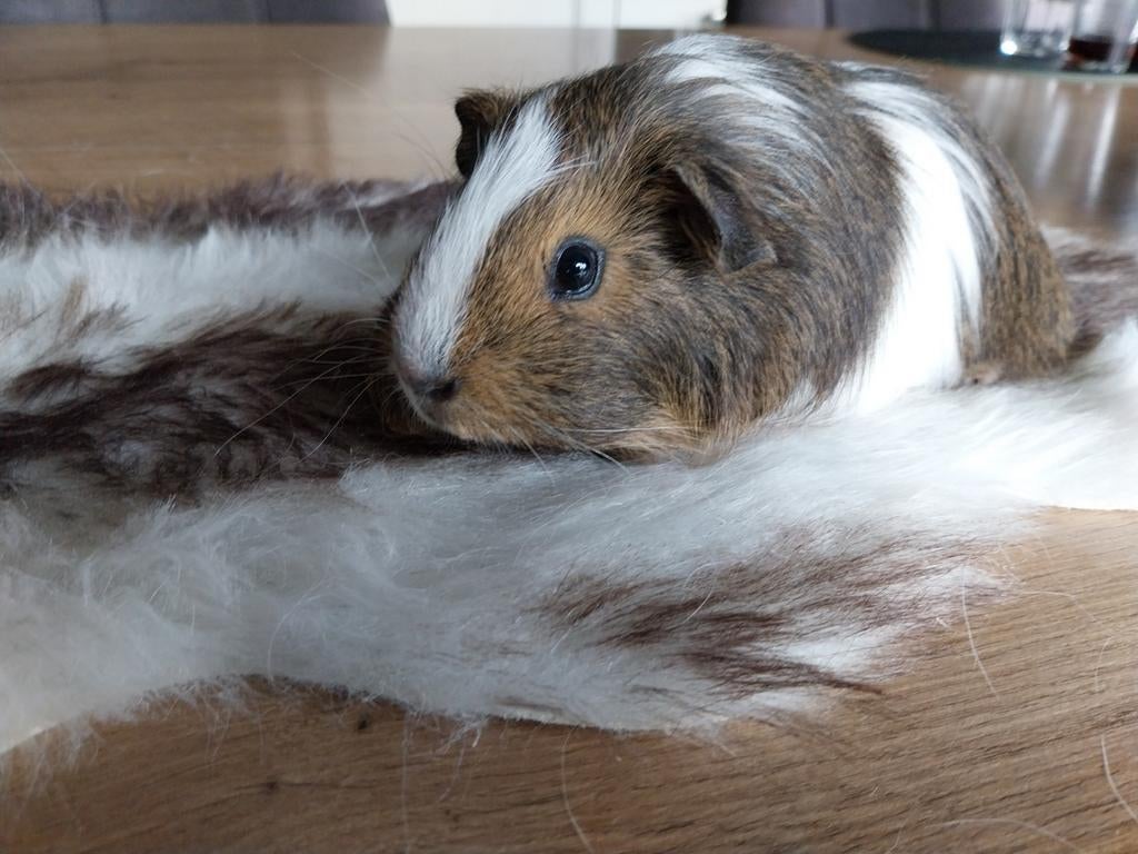 Jong cavia beertje, Février, Mâle, Cobaye