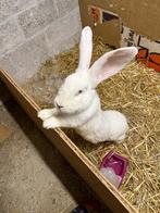 Géant des Flandres Femelle, Dieren en Toebehoren, Vrouwelijk