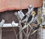 Mooie valkparkieten te koop., Dieren en Toebehoren, Vogels | Parkieten en Papegaaien, Meerdere dieren, Parkiet, Geringd