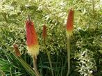 Tritoma, Ophalen, Lente, Vaste plant, Overige soorten