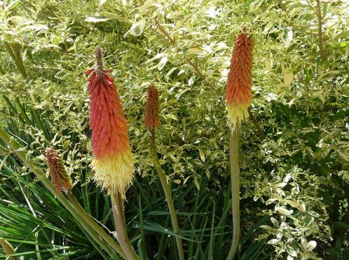 Tritoma, Tuin en Terras, Planten | Tuinplanten, Vaste plant, Overige soorten, Lente, Ophalen