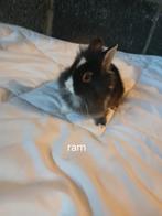 Konijnen, Dieren en Toebehoren, Oktober, Meerdere dieren, Overige typen