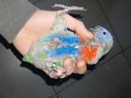 Loriquet arc en ciel, Dieren en Toebehoren, Meerdere dieren, Papegaai, Geringd