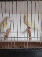 Koppel Geel mozaiek kanaries van 2025, Dieren en Toebehoren, Vogels | Kanaries, Meerdere dieren, Kleurkanarie