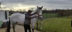 Holistisch paardenosteopaat