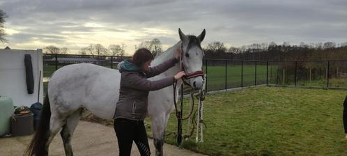 Holistisch paardenosteopaat, Dieren en Toebehoren, Stalling en Weidegang