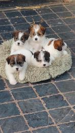 Ruwharige Jack Russell pups, Dieren en Toebehoren, België, Fokker | Hobbymatig, Jack Russell Terriër, 8 tot 15 weken