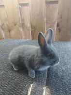 Blauwe Wener ram, Dieren en Toebehoren, Konijnen, Mannelijk, Middelgroot, 0 tot 2 jaar