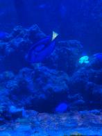 Zeewater vis te koop, Dieren en Toebehoren, Vis