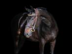 5 jarige Holsteiner merrie Crack x Diarado x Contender, Merrie, Springpaard, Gechipt, 3 tot 6 jaar
