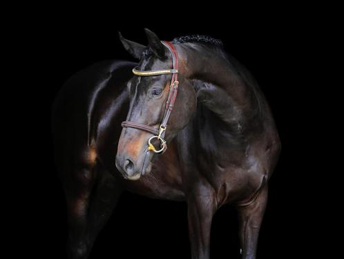 5 jarige Holsteiner merrie Crack x Diarado x Contender, Dieren en Toebehoren, Paarden, Merrie, L, 160 tot 165 cm, 3 tot 6 jaar