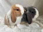 Bijzonder mooi lief handtam koppeltje Minilop konijntjes, Meerdere dieren, Klein, Hangoor, 0 tot 2 jaar