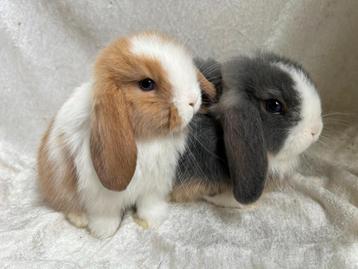 Bijzonder mooi lief handtam koppeltje Minilop konijntjes beschikbaar voor biedingen