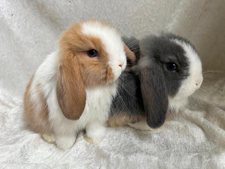 Bijzonder mooi lief handtam koppeltje Minilop konijntjes, Dieren en Toebehoren, Konijnen, Klein, Meerdere dieren, 0 tot 2 jaar