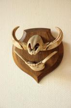 Taxidermie Afrikaans wrattenzwijn tanden, Ophalen of Verzenden, Gebruikt