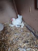 kuikens, Dieren en Toebehoren, Pluimvee, Kip