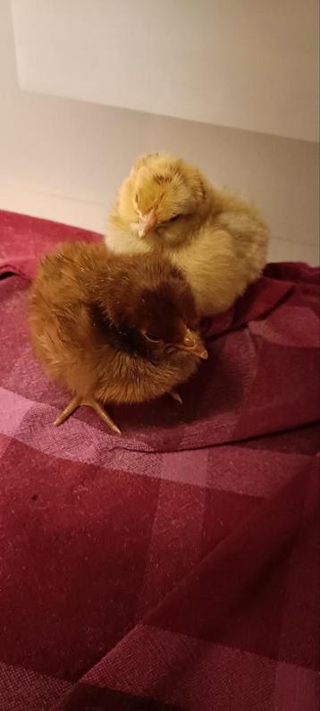 Orpington kuikens buff en goudzwart gezoomd