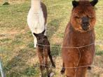 Bewezen alpaca koppel te koop, Dieren en Toebehoren, Overige Dieren