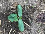 Groenten, Zakelijke goederen, Landbouw | Aardappelen, Groenten, Fruit en Vlees, Ophalen of Verzenden