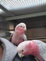 Jong onverwant handtam koppel rose kaketoes 2025, Dieren en Toebehoren, Meerdere dieren, Papegaai, Geringd