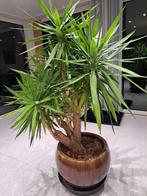 Hele grote yucca of palmlelie., Maison & Meubles, Plantes d'intérieur, Enlèvement, Yucca
