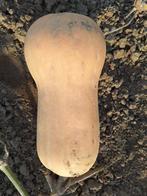 BUTTERNUTS  BIO, Ophalen
