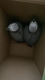 Kweekkoppel Grijze Roodstaartpapegaaien Met CITES, Dieren en Toebehoren