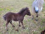 Shetland veulens, Dieren en Toebehoren