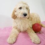 Labradoodle pups te koop (belgisch), Dieren en Toebehoren, België, CDV (hondenziekte), 8 tot 15 weken, Meerdere