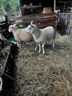 Ooilammeren te koop, Dieren en Toebehoren, Schapen, Geiten en Varkens