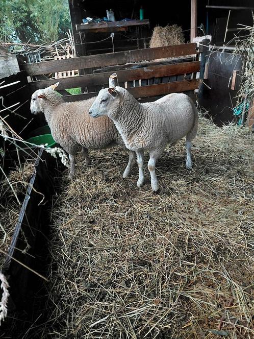 Ooilammeren te koop, Dieren en Toebehoren, Schapen, Geiten en Varkens