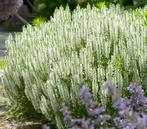 Salvia nemorosa Shneehugel, Ophalen, Zomer, Vaste plant, Volle zon