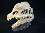 Schedel Dilophosaurus, Verzamelen, Ophalen of Verzenden, Nieuw, Wild dier, Schedel