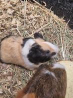 Cavia, September, Mannelijk, Cavia