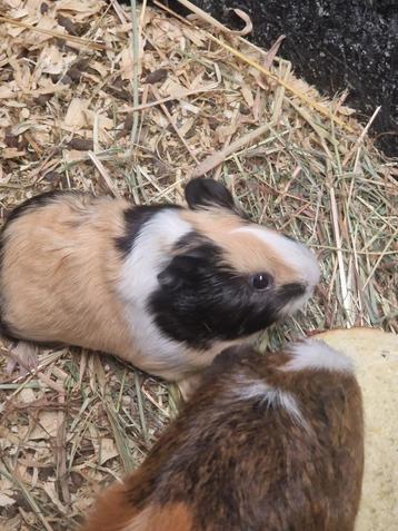 Cavia beschikbaar voor biedingen
