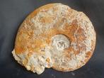 Fossiele inktvis - ammoniet uit Frankrijk, Enlèvement ou Envoi, Fossile
