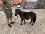Mini shetland pony- 2 jaar  MET stamboom, Dieren en Toebehoren, Ophalen