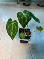 Anthurium Magnificum x Besseae Aff., Ophalen of Verzenden
