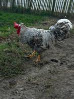 Haan Cream legbar, Mâle, Poule ou poulet