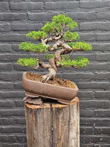 Juniperus Itoigawa bonsai beschikbaar voor biedingen