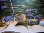 Kweekgroep Frontosa Kigoma 7 stripe!, Dieren en Toebehoren, Vis, Zoetwatervis, Schoolvis
