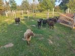 Ouessant schapen, Dieren en Toebehoren, Schapen, Geiten en Varkens, Meerdere dieren, Schaap