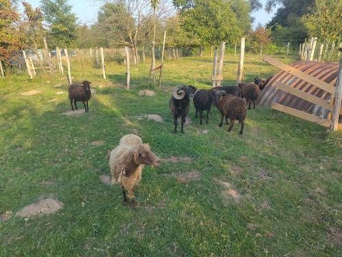 Ouessant schapen, Dieren en Toebehoren, Schapen, Geiten en Varkens, Schaap, Meerdere dieren