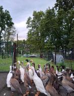 Eenden Loopeenden, Dieren en Toebehoren, Meerdere dieren, Eend