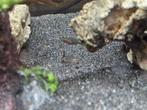 Aulonocara stuartgranti cichliden, Poisson, Poisson d'eau douce