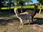 Koppel alpaca HENGSTEN, Maart, Mannelijk