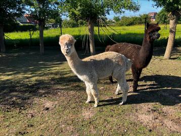Koppel alpaca HENGSTEN beschikbaar voor biedingen